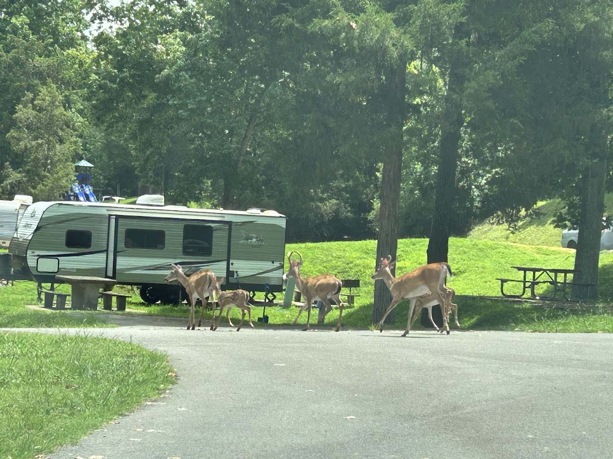 Moody Bluff Campgroup – A test of fully working remotely – July 2025